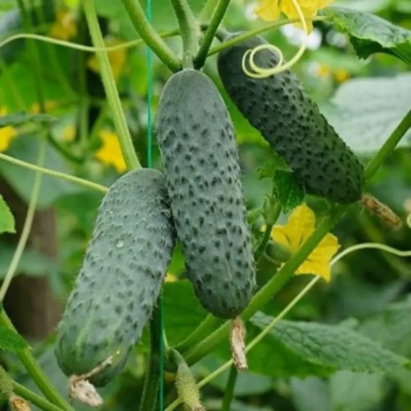 Productive cucumber plants thriving in a raised vegetable garden.