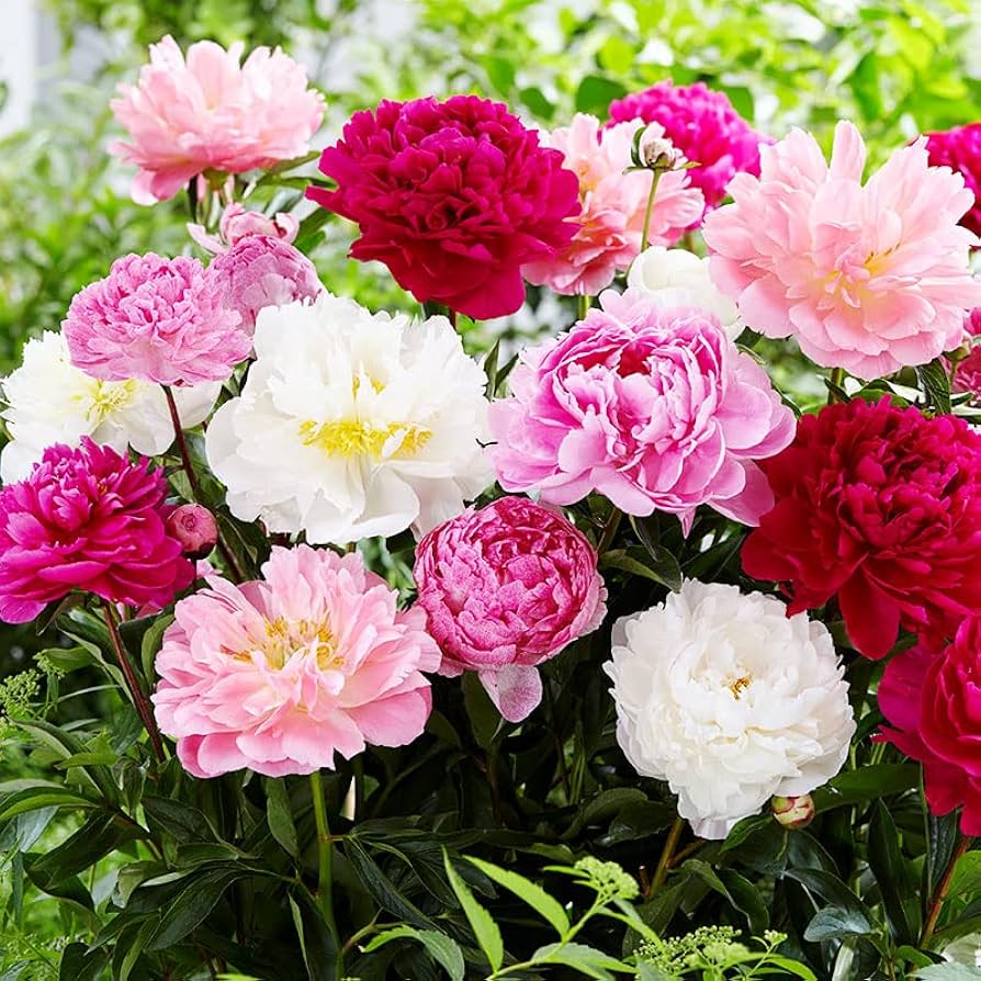 Fresh Mixed Peony planting bulbs suitable for borders, raised beds, and containers.