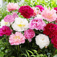 Fresh Mixed Peony planting bulbs suitable for borders, raised beds, and containers.
