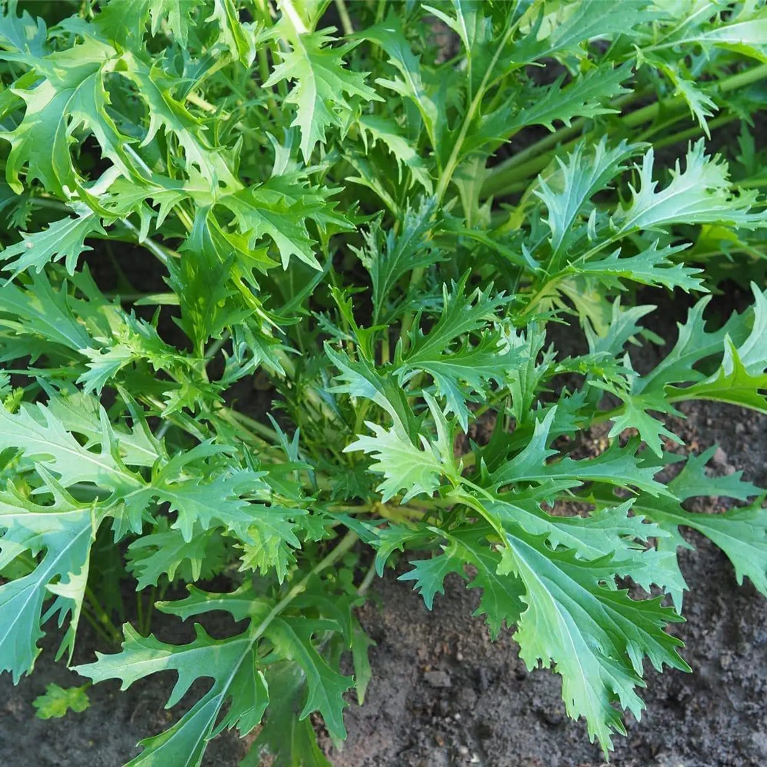 Fresh Green Mizuna Mustard Leaves