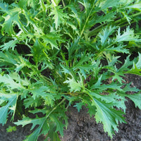 Fresh Green Mizuna Mustard Leaves