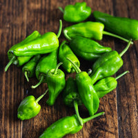 Fresh Green Padron Peppers from Home Garden