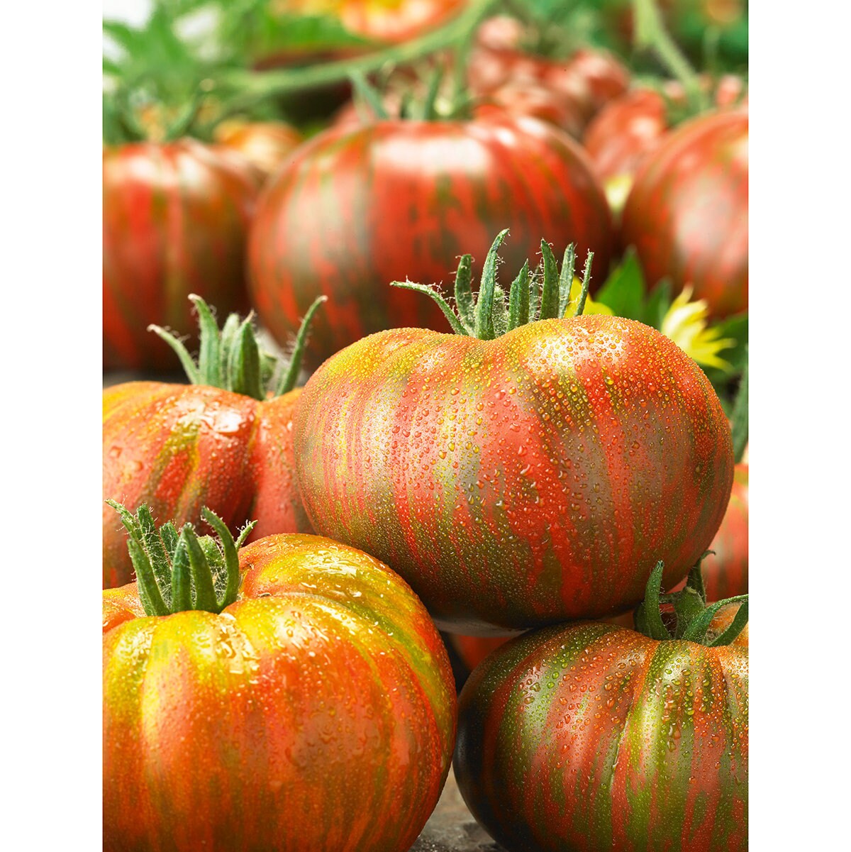 Fresh Pink Berkeley seeds for home planting