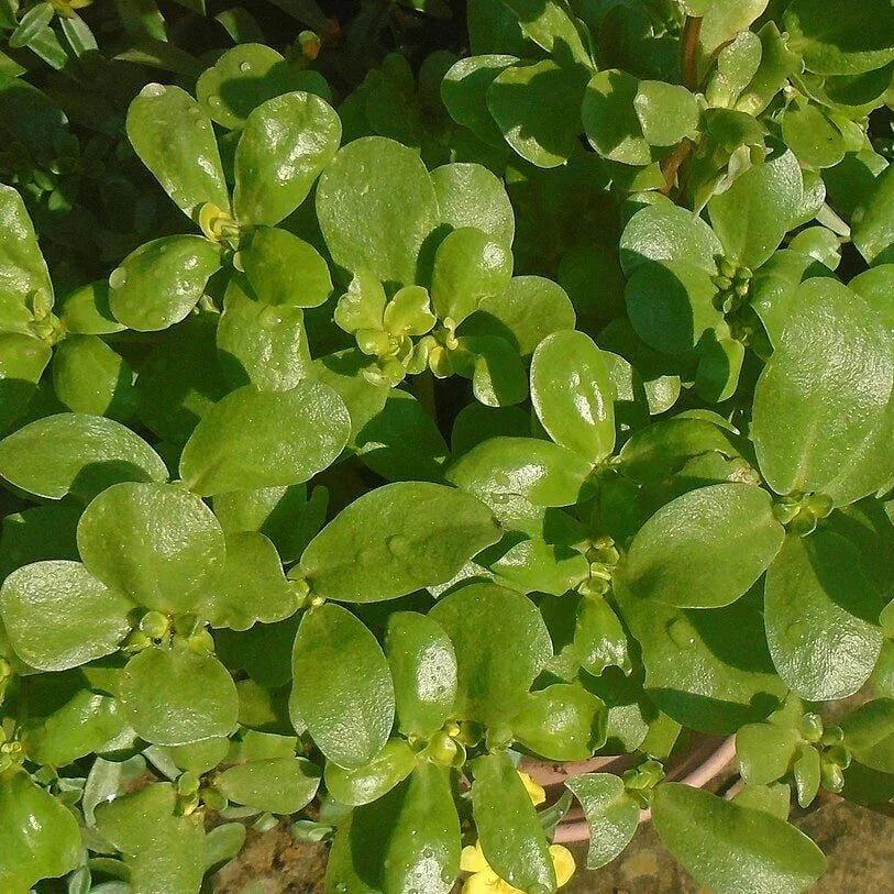 Fresh Purslane Leafy Green Vegetable