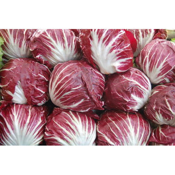 Red Radicchio Vegetable Seeds - Easy Planting for Home Gardens