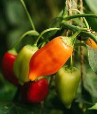 Fresh Red Aleppo Hot Peppers