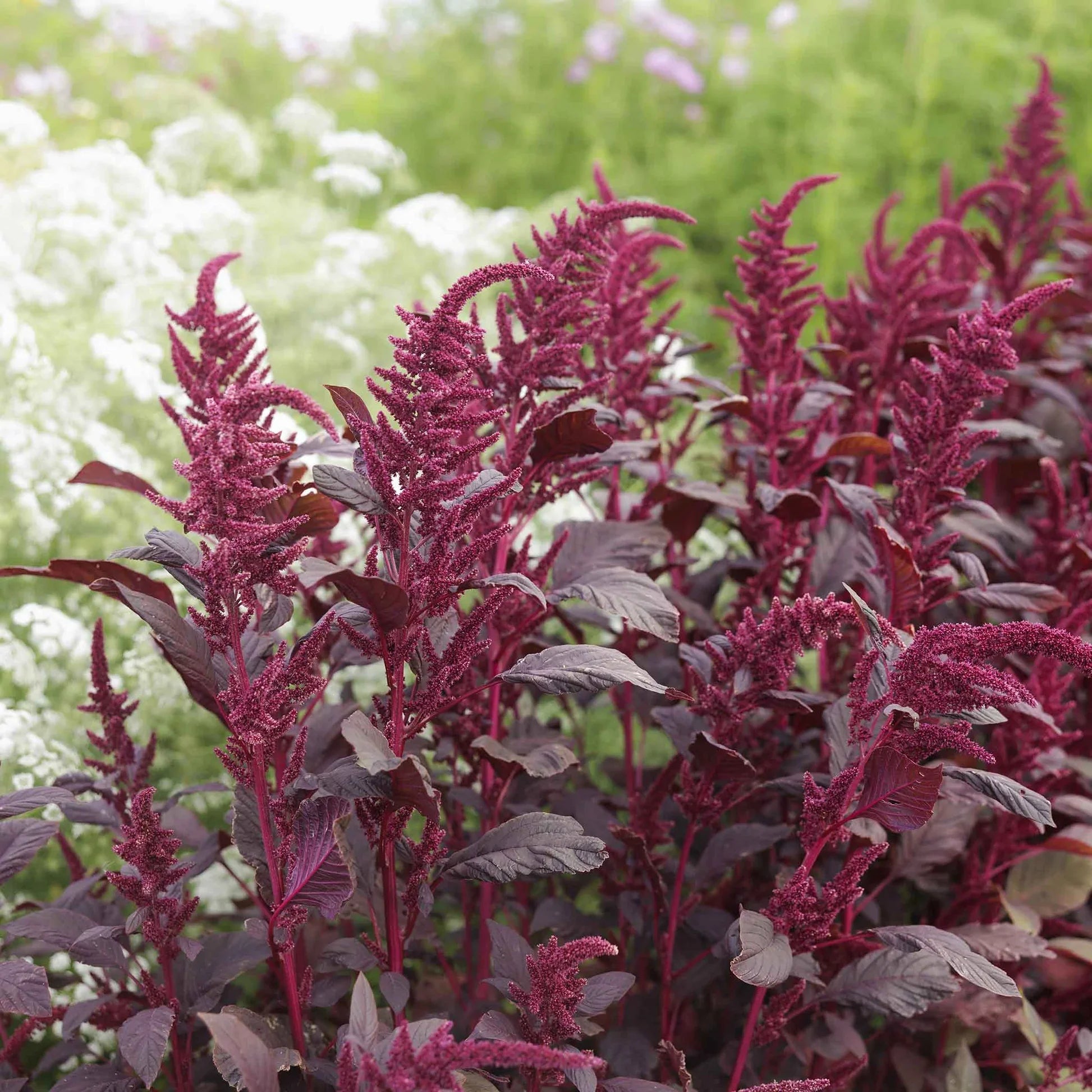 Fresh Red Amaranth Leaves for Culinary Use