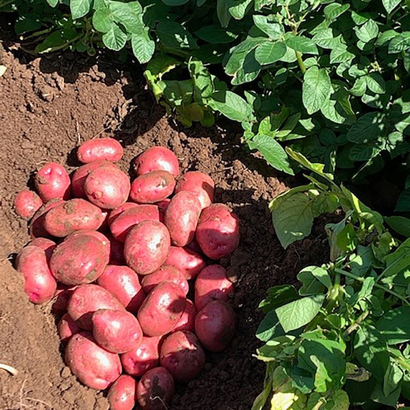 Fresh Red Skin Potatoes Harvested from Garden