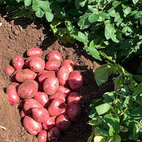 Fresh Red Skin Potatoes Harvested from Garden