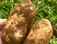 Fresh Russet Potatoes with Brown Skin