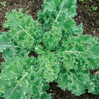 Fresh Green Siberian Kale Leaves