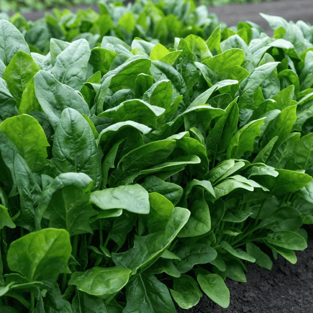 Spinach vegetable seeds for containers and outdoor garden planting.