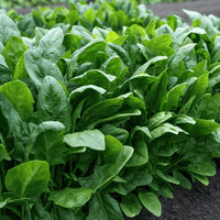Spinach vegetable seeds for containers and outdoor garden planting.