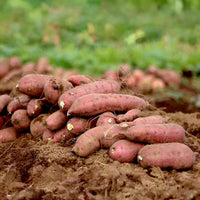 Fresh Sweet Potatoes Grown in Garden Soil