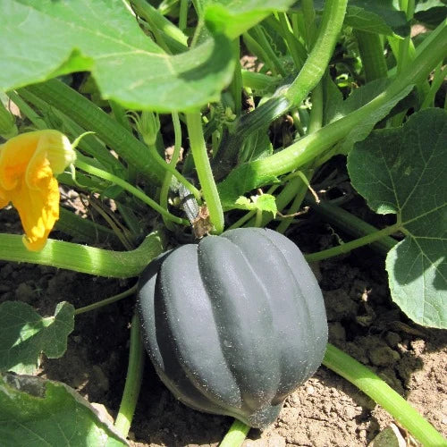 Fresh Table Queen Acorn Squash Fruits