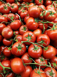 Fresh garden tomatoes harvested