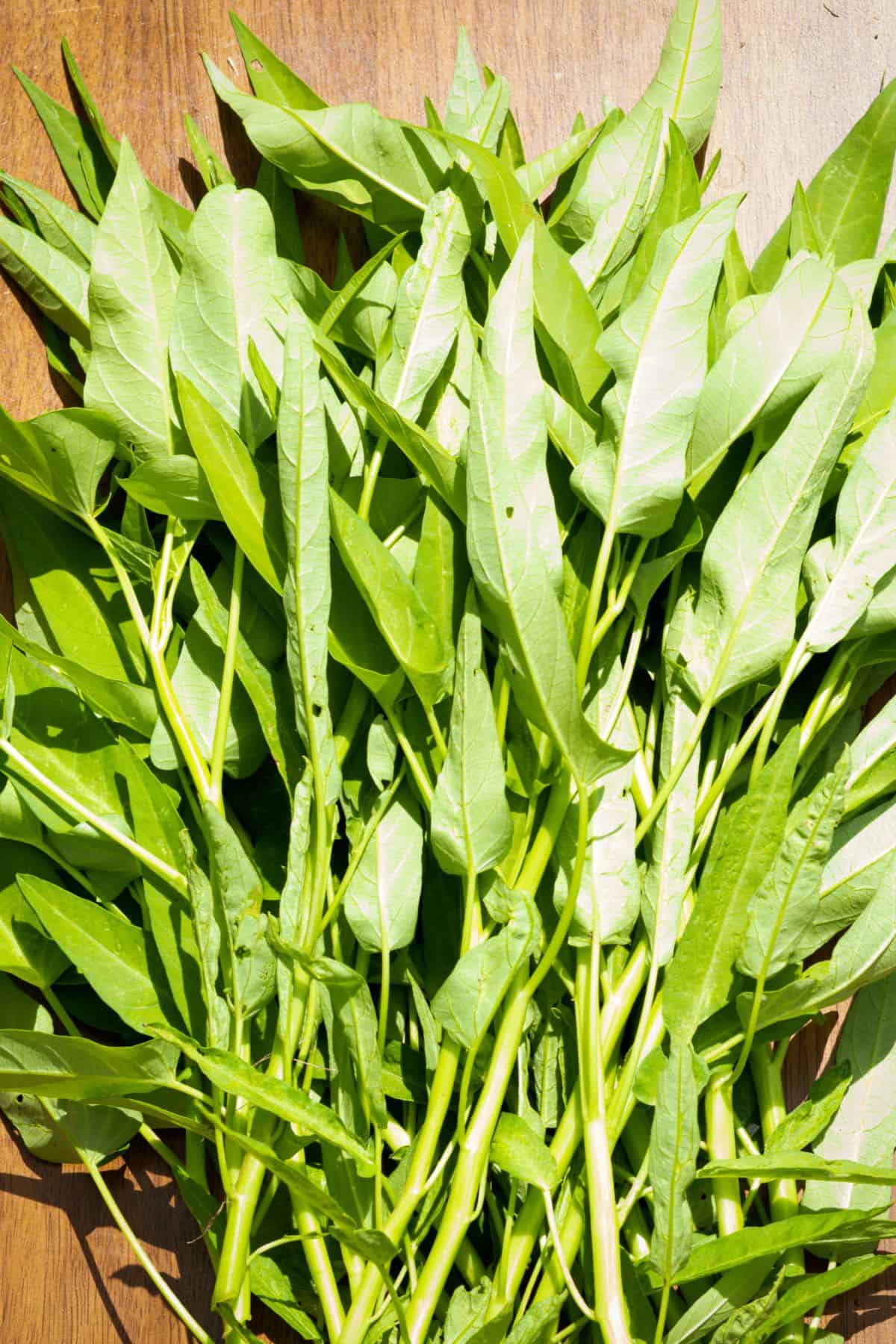 Fresh Green Water Spinach Leaves and Stems