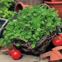Fresh Green Watercress Leaves for Culinary Use