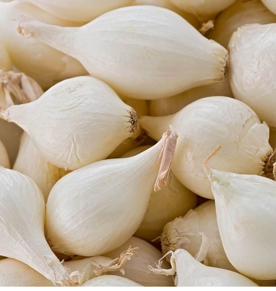 Fresh White Onion Vegetable Bulbs