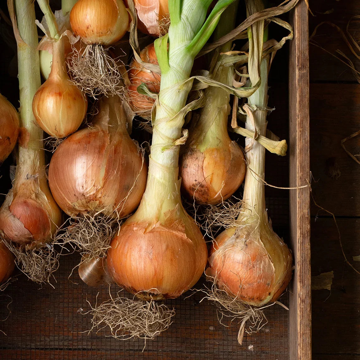 Fresh Sweet Yellow Onion Bulbs