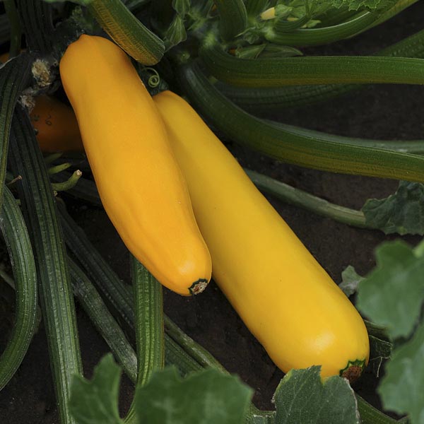 Fresh Yellow Summer Squash Harvest