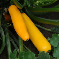 Fresh Yellow Summer Squash Harvest