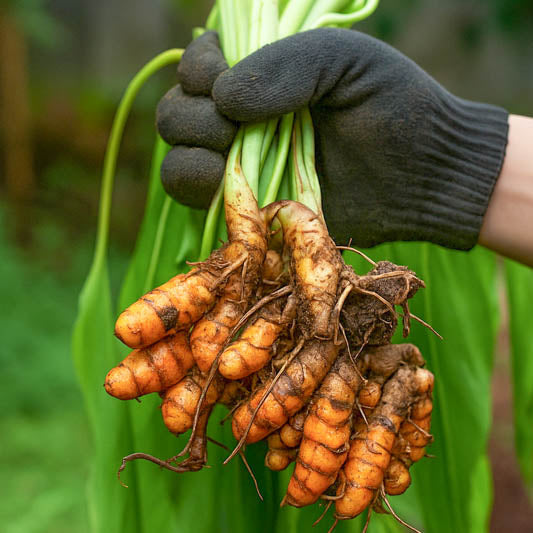 Fresh Yellow Turmeric Rhizomes for Planting