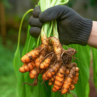 Fresh Yellow Turmeric Rhizomes for Planting
