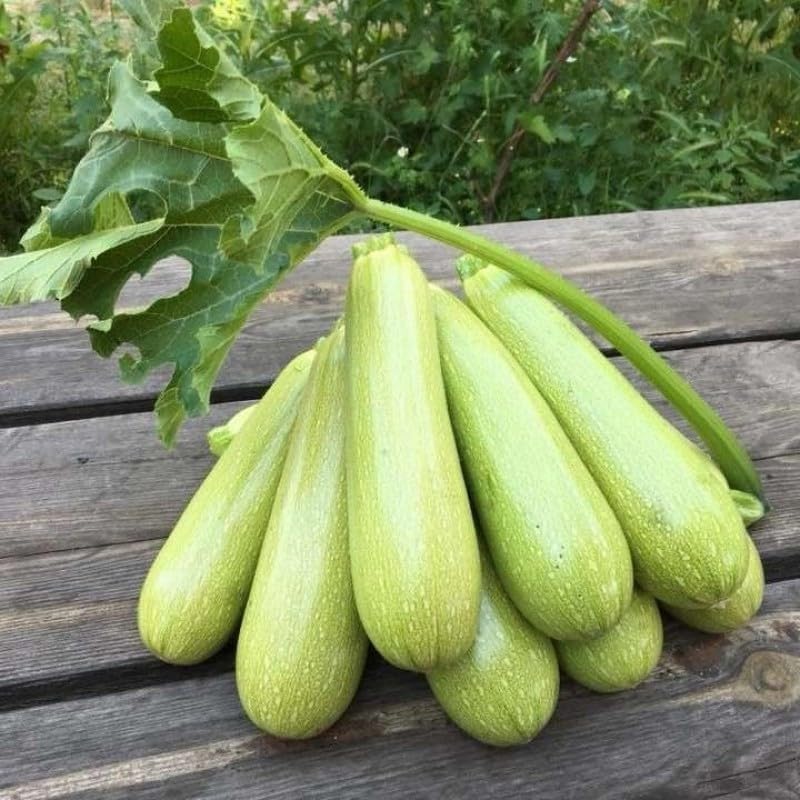 Zucchini squash plant with fresh vegetables in garden