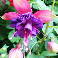 Fuchsia Flower Seeds for Planting