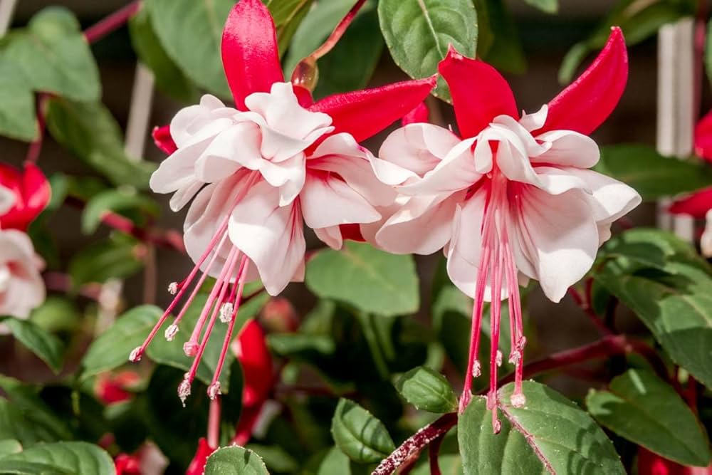Mixed Double Petal Fuchsia planted along garden border