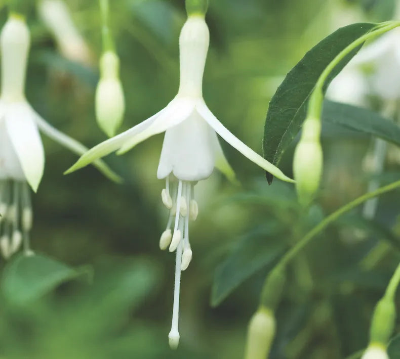 Fuchsia Flower Seeds for Planting - Green & White Variety
