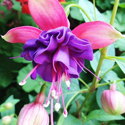 100 Pcs