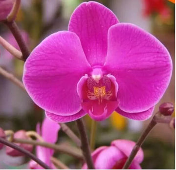Dark Pink Phalaenopsis Orchid Flower Seeds Flower seeds for Planting Easy to Grow Heirloom & GMO Free Seeds for Home Garden