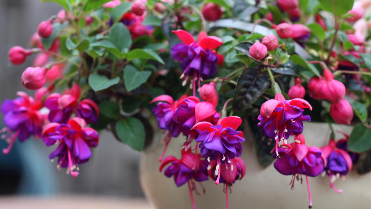 Red Violet Fuchsia Hybrida Seeds Shade Tolerant Heirloom & GMO Free Seeds for Home Garden
 
 Sale