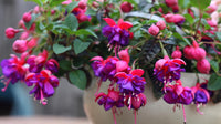 Red Violet Fuchsia Hybrida Seeds Shade Tolerant Heirloom & GMO Free Seeds for Home Garden
 
 Sale