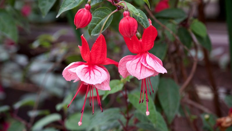 Red Double Petals Fuchsia Seeds for Planting Low Maintenance Heirloom & GMO Free Seeds for Home Garden
 
 Sale
