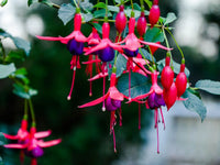 Fuchsia Flower seeds for Planting Low Maintenance Heirloom & GMO Free Seeds for Home Garden