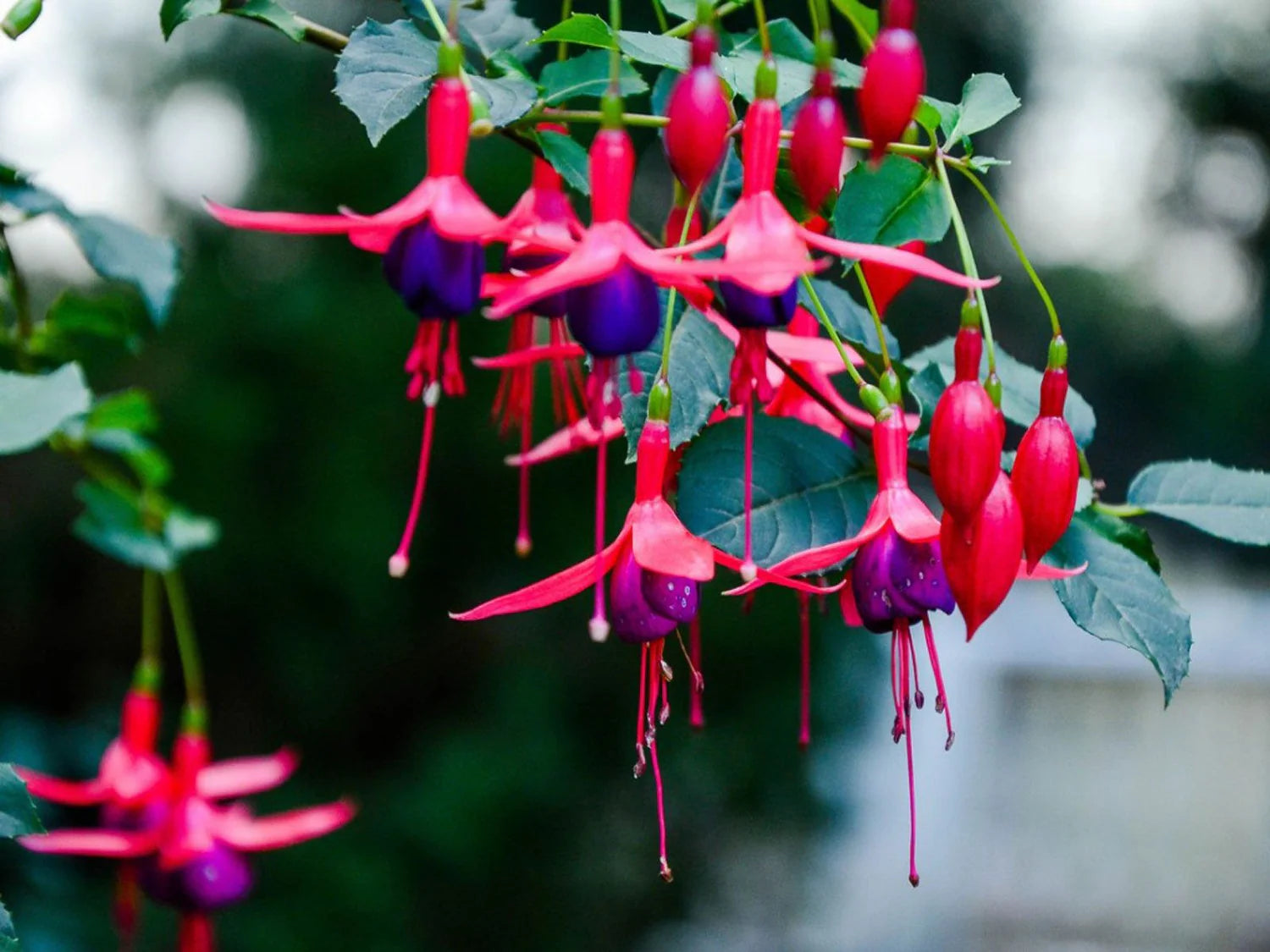 Fuchsia Cooperi Flower seeds for Planting - Pollinator Friendly, Heirloom & GMO Free Seeds for Home Garden