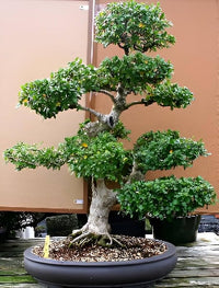 Fukien Tea ornamental plant seeds for containers and home gardens