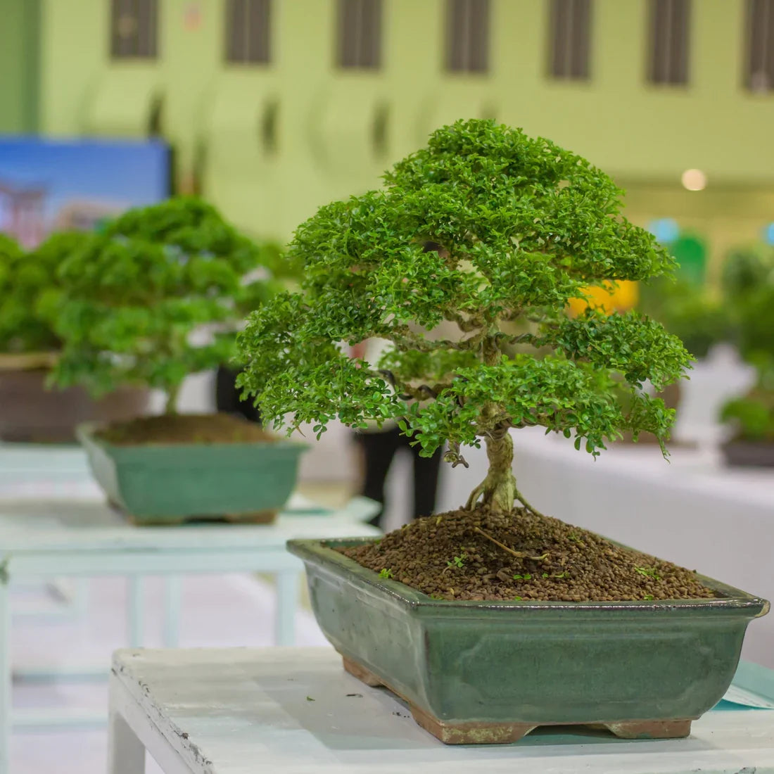 Fukien Tea plant seeds for indoor and outdoor garden planting