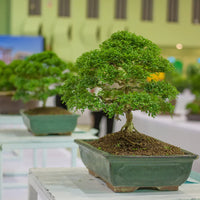 Fukien Tea plant seeds for indoor and outdoor garden planting