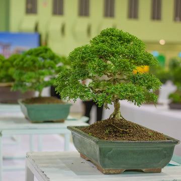 Fukien Tea plant seeds for indoor and outdoor garden planting