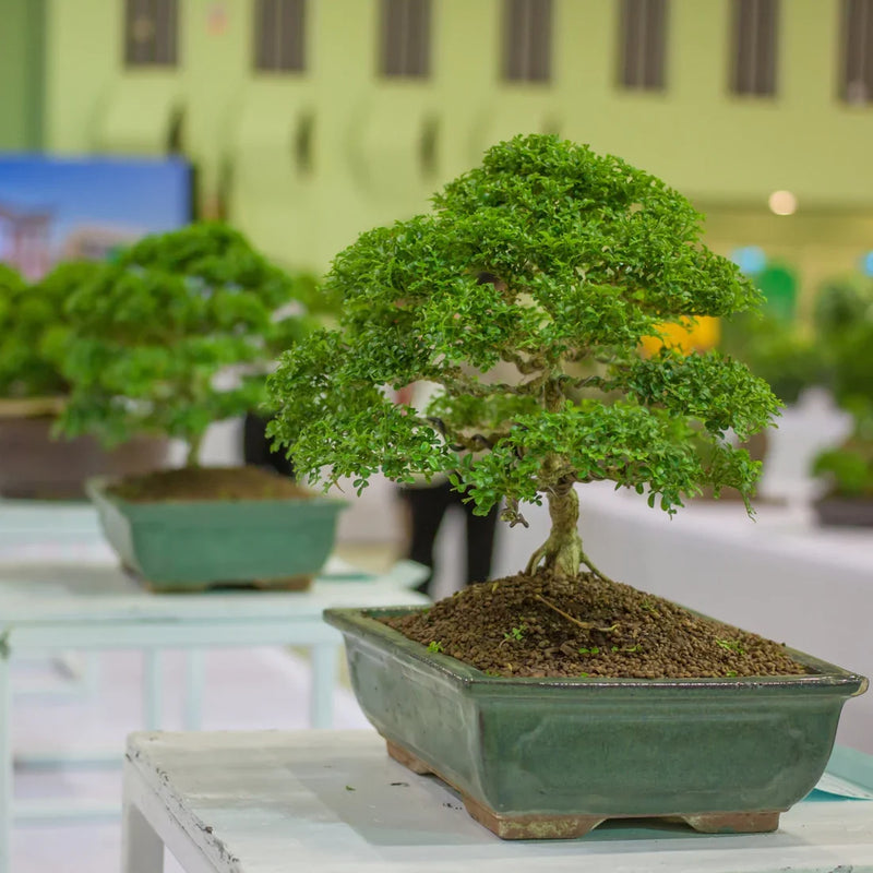 Fukien Tea plant seeds for indoor and outdoor garden planting