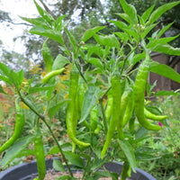 Fushimi Japanese Sweet Pepper Plants Growing in Garden