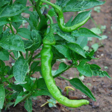 Fushimi Sweet Pepper Seeds for Planting