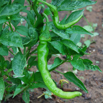 Fushimi Sweet Pepper Seeds for Planting