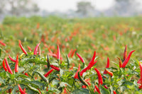 Hot Pepper Mix Seeds for Planting with assorted heirloom Capsicum annuum varieties