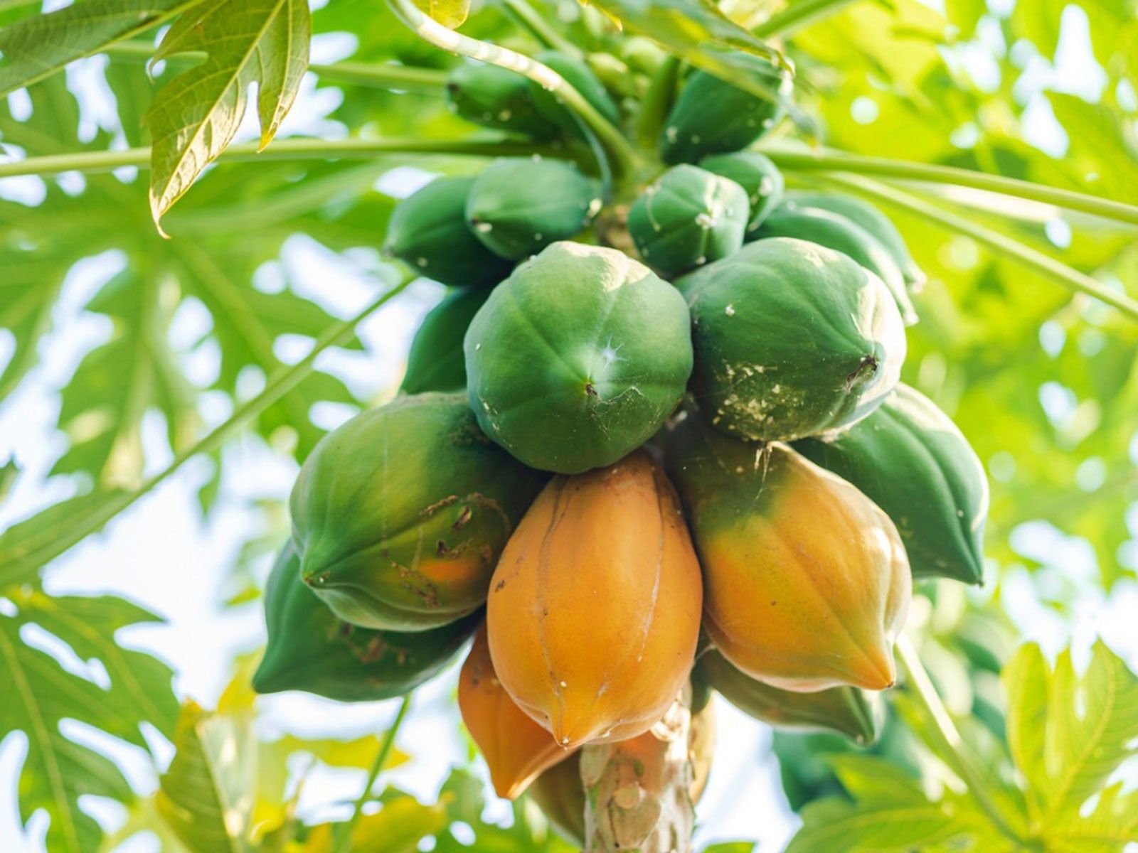Fast-Growing Papaya Planting Seeds for Home Gardens