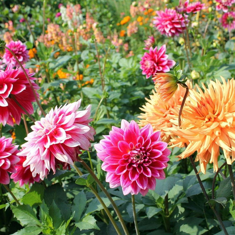 Dahlia Flower seeds for Planting Fragrant Blossoms Heirloom & GMO Free Seeds for Home Garden